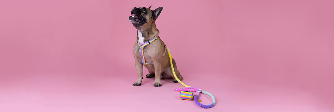 Hvor må din hund løbe frit? Guide til hundeejere i Danmark