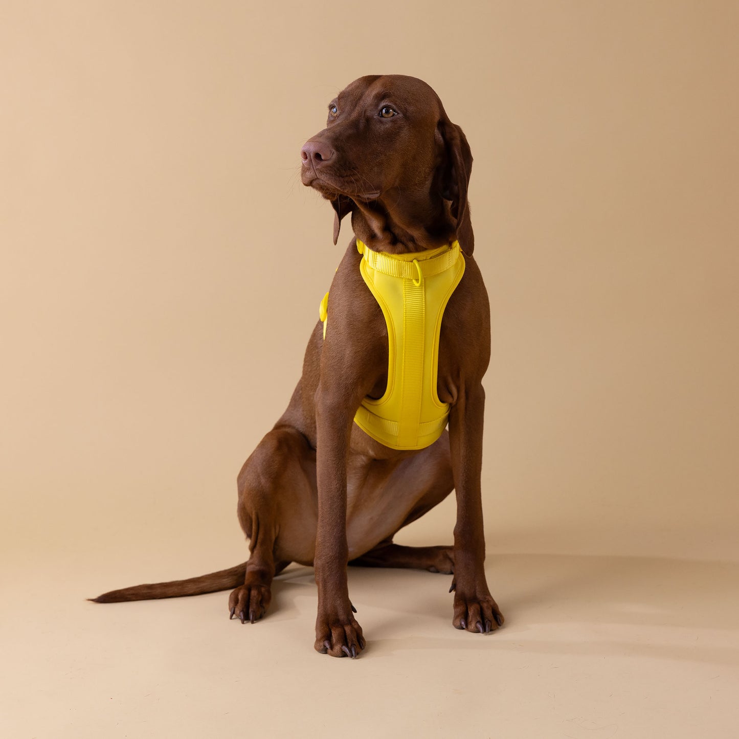 The Original Walk-Kit