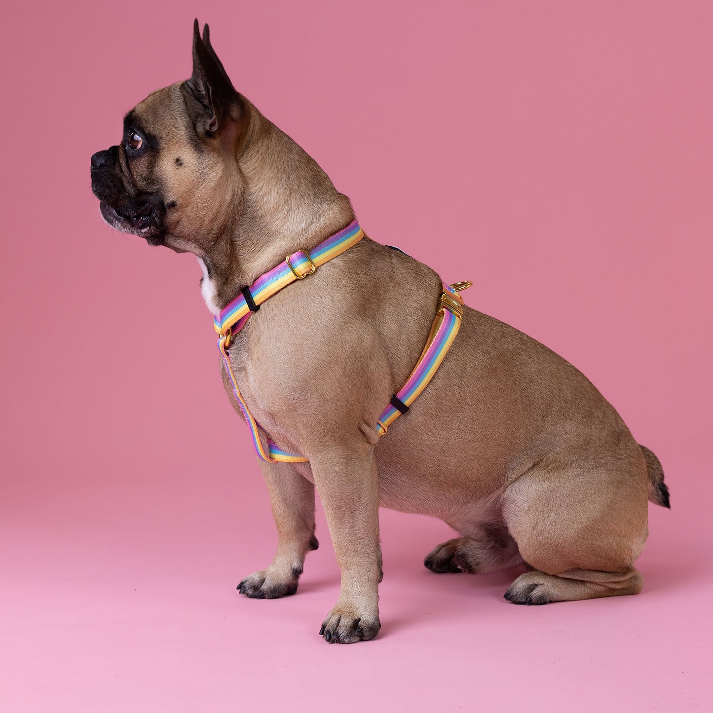 Rainbow - Walk Kit