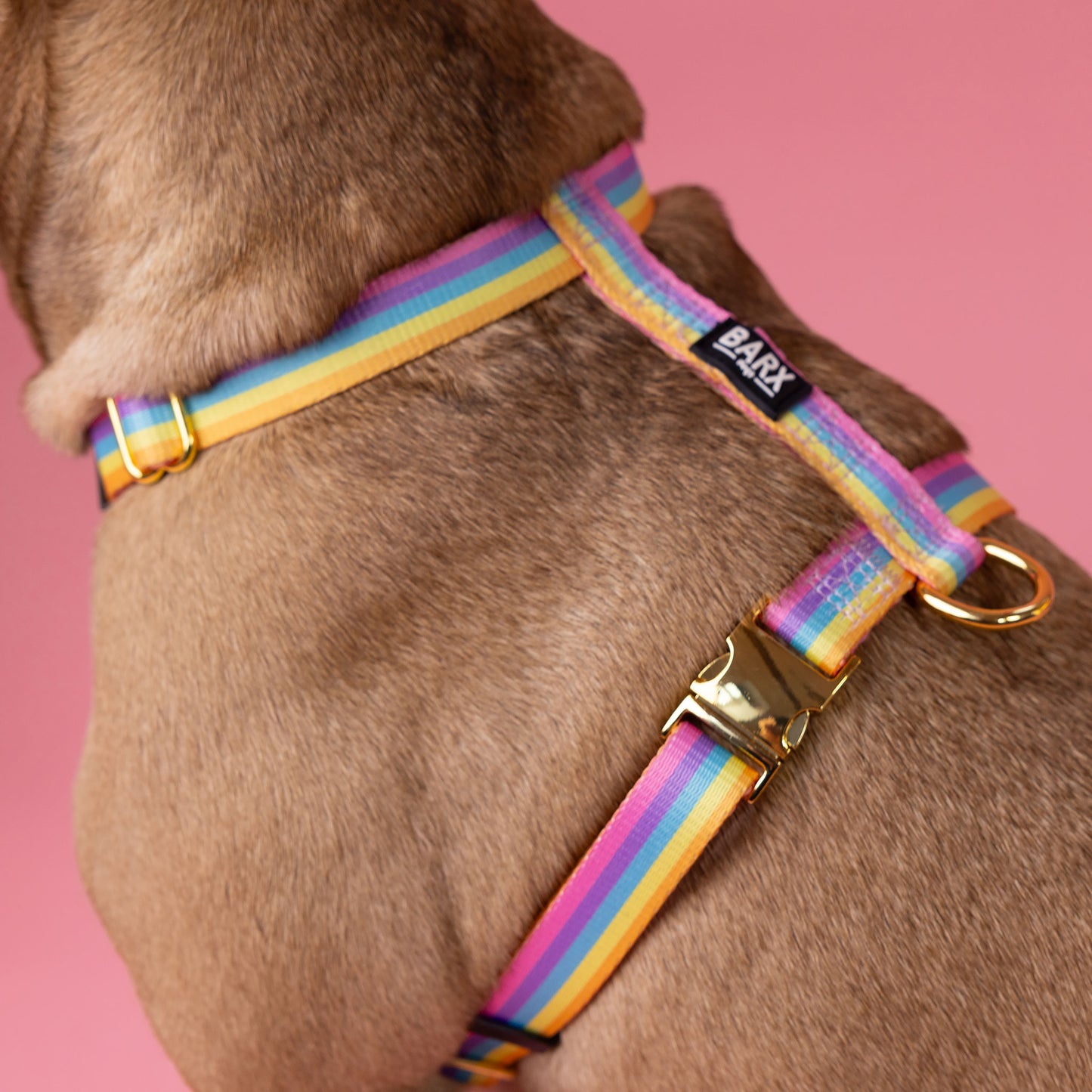 Rainbow - Walk Kit