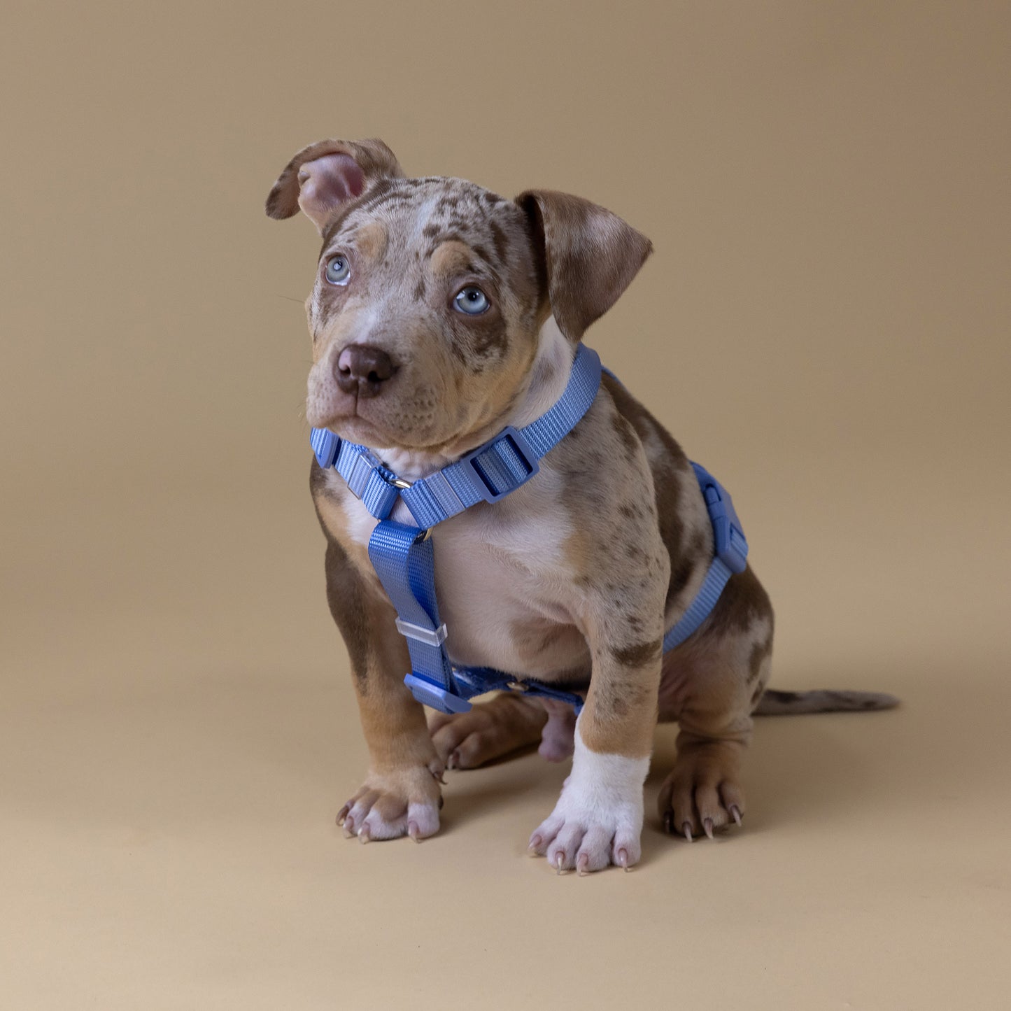 Woof Walk-Kit