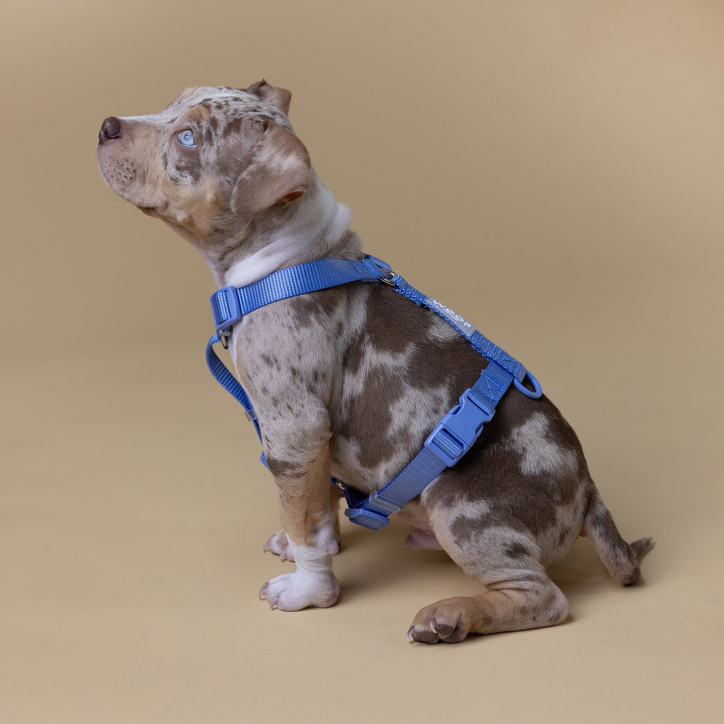 Woof Walk-Kit