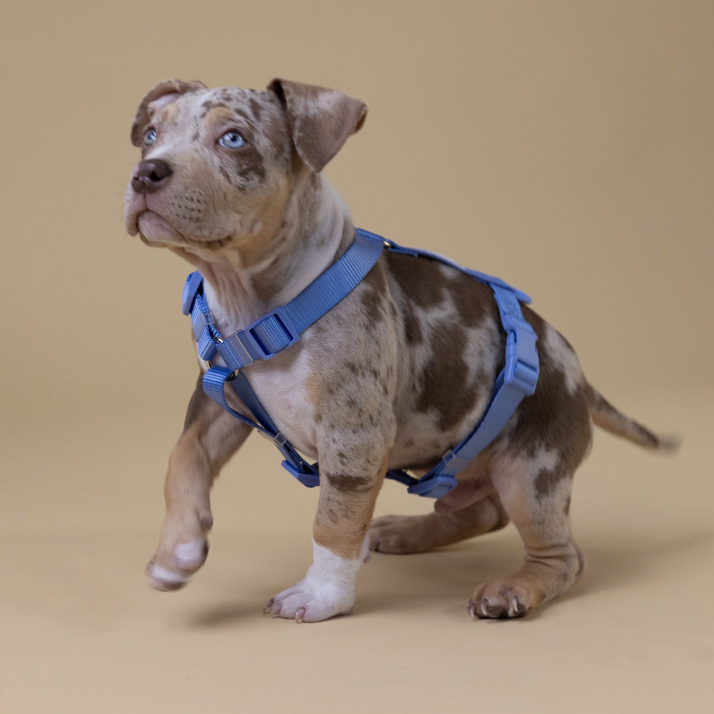 Woof Walk-Kit