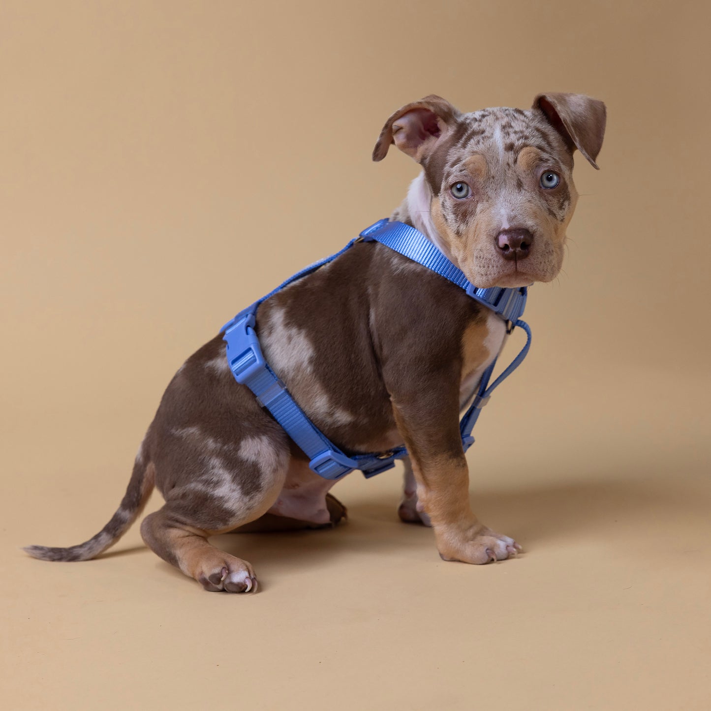 Woof Walk-Kit