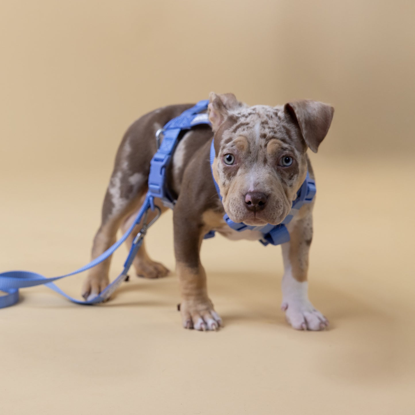 Woof Walk-Kit