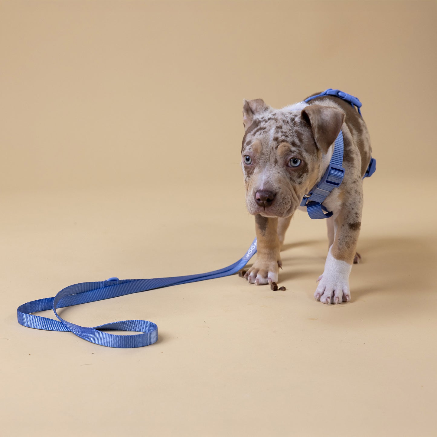 Woof Walk-Kit