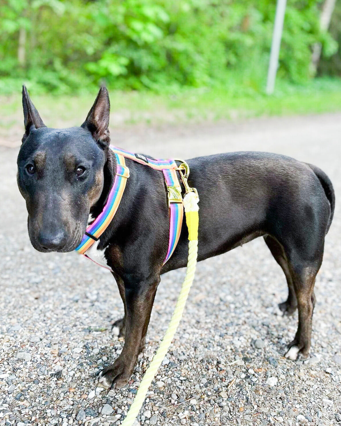 Rainbow - Walk Kit