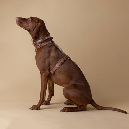 Woof Walk-Kit